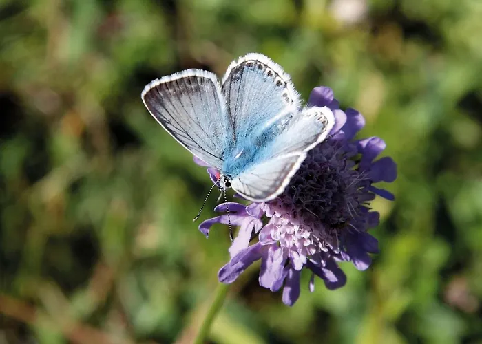 別荘 Steindlwald By Interhome *